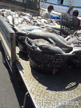▲馬公港漁民捕鯊魚裝滿一卡車，網友嘆海洋枯竭。（圖／讀者提供）