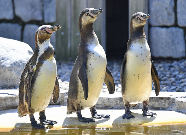 ▲洪氏環企鵝、漢波德企鵝（Humboldt penguin）。（圖／達志影像）