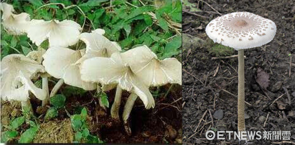 雞肉絲菇（左）白色雨傘菇（右）。（圖／食藥署提供）