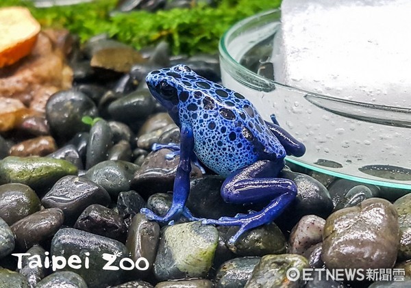 ▲低調鳴叫照樣有回應，鈷藍箭毒蛙搭背示愛。（圖／臺北市立動物園提供）