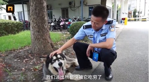 ▲▼上海一隻阿拉斯加犬走失，被民警帶回。（圖／翻攝《梨視頻》）