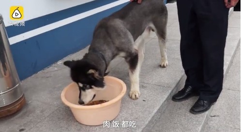 ▲▼上海一隻阿拉斯加犬走失，被民警帶回。（圖／翻攝《梨視頻》）