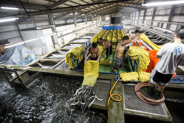 日商撤資後、郭瓊英接手公司，僅保留高單價鰻魚出口項目。