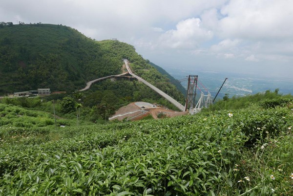 太平村以茶为主要产业，太平云梯旁即为茶园。