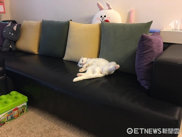 媽媽回家，Kitty腿開開躺沙發。（圖／Kitty媽媽提供）