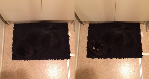 ▲找貓找半天...奴才低頭看　原來是跟「黑色地毯」融合了 。（圖／翻攝自Twitter:narisaki1）