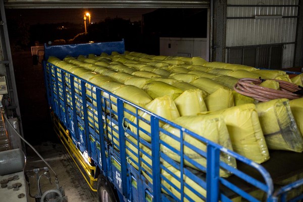 卡車載來數千公斤鰻魚，活鰻一旦入到包裝廠池，交易就算成立。
