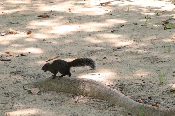公園裡常可見松鼠身影。