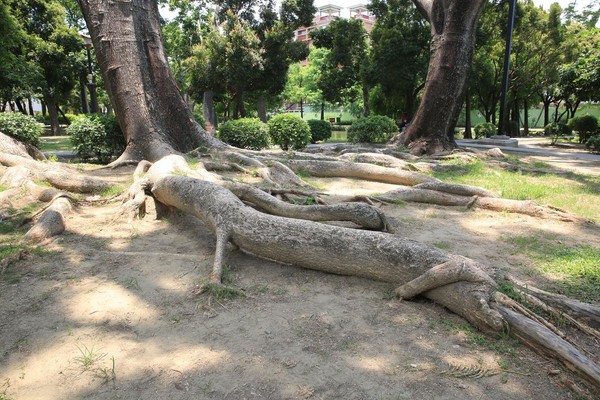 鳳凰木枝幹盤據地表，乍看有如大型爬蟲。