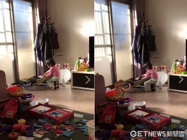 ▲3歲妹幫貓咪洗頭，洗出好口碑～讓隔壁橘貓也來排隊。（圖／網友Chia Nong Lin提供，請勿隨意翻拍，以免侵權。）