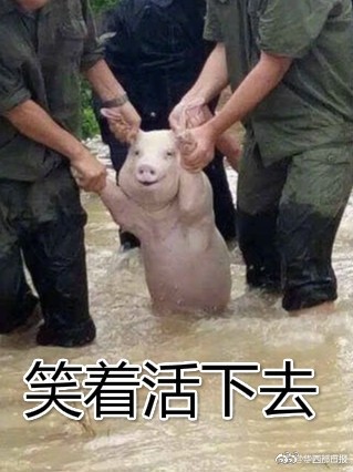 ▲四川洪水來襲　一隻豬被救出後露出「爽笑」（圖／翻攝自華西都市報／新浪微博）