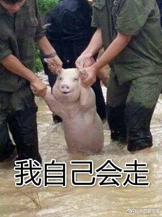 ▲四川洪水來襲　一隻豬被救出後露出「爽笑」（圖／翻攝自華西都市報／新浪微博）