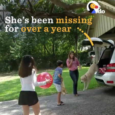 ▲走失一年拉拉　小主人看見立馬淚崩（圖／翻攝自The Dodo粉絲專頁）