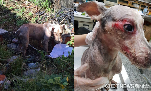 ▲以為只是被丟...雪納瑞遭高速拖行、割聲帶　痛到走不動。（圖／「高雄市關懷流浪動物協會」授權提供）