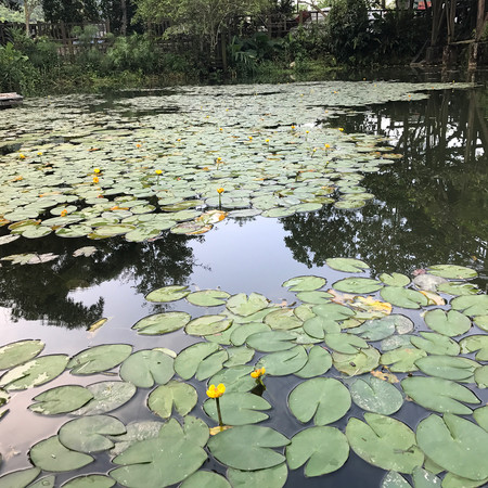 ▲花蓮馬太鞍濕地生態園區。（圖／網友提供，請勿隨意翻拍，以免侵權。）