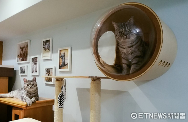 ▲抽屜怎麼毛毛的！主子探頭　媽嚇壞：鬼門剛開不要這樣。（圖／網友王苡安授權提供）