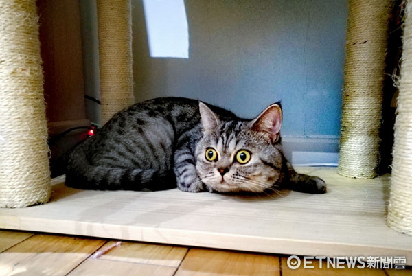 ▲抽屜怎麼毛毛的！主子探頭　媽嚇壞：鬼門剛開不要這樣。（圖／網友王苡安授權提供）