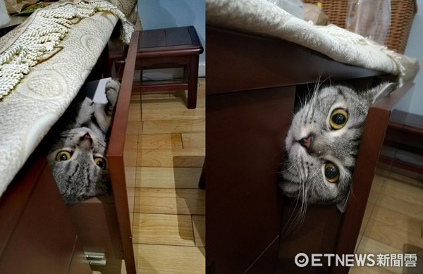 ▲抽屜怎麼毛毛的！主子探頭　媽嚇壞：鬼門剛開不要這樣。（圖／網友王苡安授權提供）