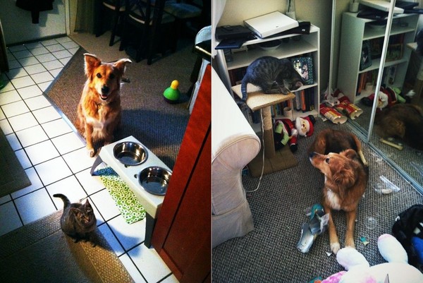 6個月小貓才剛到新家...大狗狗被帶壞　一起佔據主人床（圖／翻攝自imgur：Titaniumchic13）