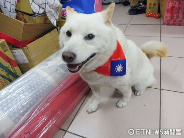 世大運閉幕狗狗聯合國。（圖／柴犬聯盟提供）