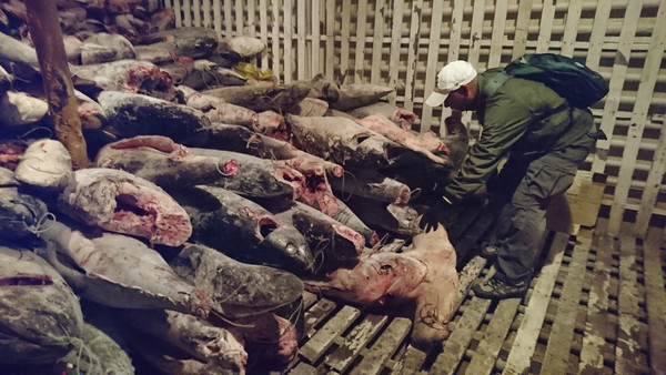 ▲中國漁船在南美洲厄瓜多爾的加拉帕戈斯群島濫捕漁獲，還抓到受保護的雙髻鯊魚（圖／達志影像／美聯社）