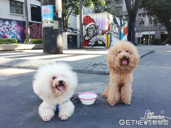 複製圖說 ▲▼比熊犬與貴賓犬跳「愛情恰恰」，只因不想被對方騎。（圖／臉書粉絲團「雞腿 Getwie」提供）