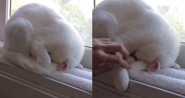 ▲三天三夜沒睡？白貓「臉朝地」昏倒　奴才拉手也叫不醒。（圖／翻攝自Instagram:mo_mo_ne）