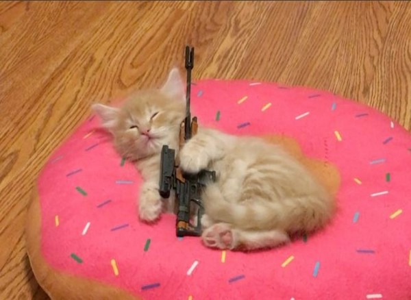▲抱著狙擊步槍熟睡的小橘喵。（圖／翻攝自影片／Instagram／love2foster）