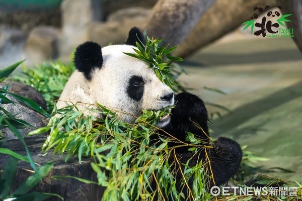 ▲團團圓圓過13歲生日！（圖／臺北市立動物園提供）