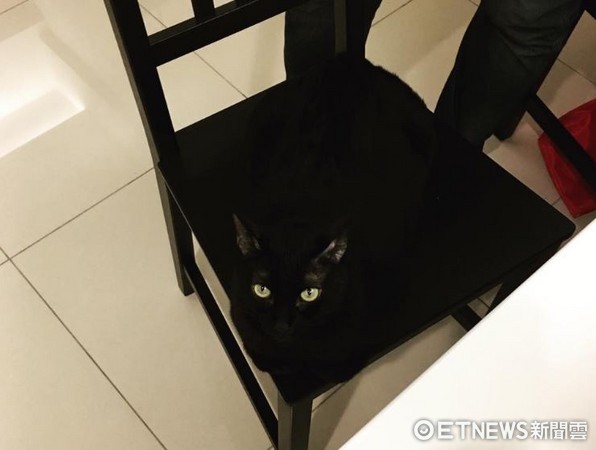 ▲黑貓「努阿」完美跟椅子融合，還偷偷瞪主人：不准坐。（圖／網友Mimi MiMi‎提供，請勿隨意翻拍，以免侵權。）