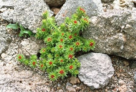 ▲▼長白山珍稀生物屢遭見光死。(圖／新華社)