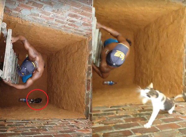 ▲拿長梯下去救貓　爬到一半牠「輕功走壁」...網友笑瘋。（圖／翻攝自ViralHog臉書）