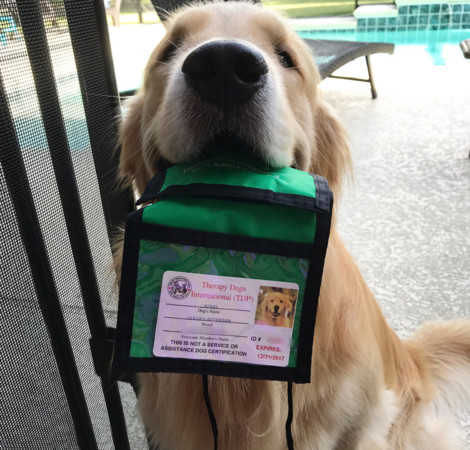 「你好今天需要什麼服務」黃金獵犬成櫃檯人員（圖／翻攝自IG kono_in_orlando）