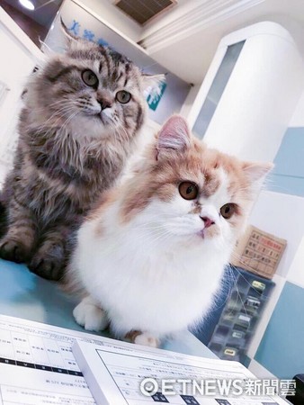 ▲▼喵皇「金剛」佔領衣櫃夾層，小喵皇也想一探神祕新據點。（圖／網友「자두빈」提供）