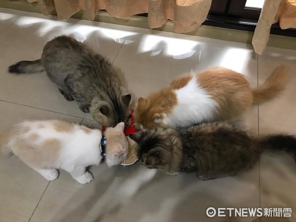 ▲▼喵皇「金剛」佔領衣櫃夾層，小喵皇也想一探神祕新據點。（圖／網友「자두빈」提供）