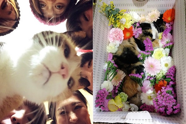 我們都在你身邊...貓咪病逝　「手心的祝福」讓牠安心走（圖／翻攝自Kachimo Blog）