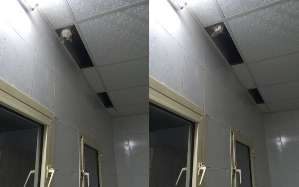 ▲天花板出現貓星人！牠探頭觀察人類。（圖／翻攝自推特「はなもも@hanamomoact」）