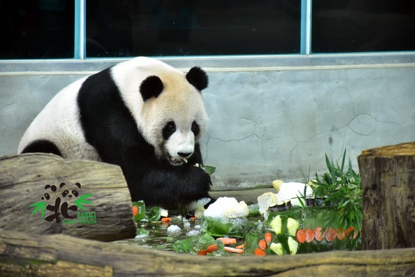 大熊貓團團、圓圓歡慶13歲生日。（圖／翻攝自臺北市立動物園官網。）