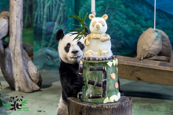 大熊貓團團、圓圓歡慶13歲生日。（圖／翻攝自臺北市立動物園官網。）