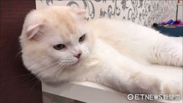 ▲▼臭咪：麻麻不要摸啦！會髒髒，直接揮爪把主人手拍掉。（圖／臉書粉絲專頁「臭咪」提供）