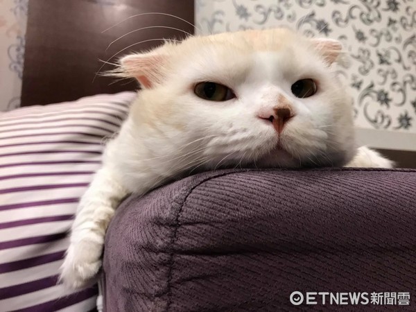 ▲▼臭咪：麻麻不要摸啦！會髒髒，直接揮爪把主人手拍掉。（圖／臉書粉絲專頁「臭咪」提供）