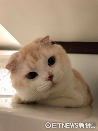 ▲▼臭咪：麻麻不要摸啦！會髒髒，直接揮爪把主人手拍掉。（圖／臉書粉絲專頁「臭咪」提供）