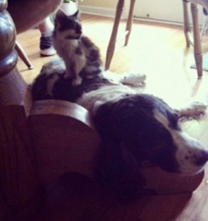 （圖／翻攝自網站「LoveMeow」）