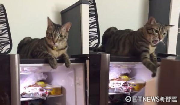 不讓主人關冰箱門的貓咪「樂樂」。（圖／網友陳淑娟提供。）