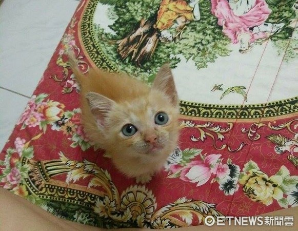 ▲吃成「大凸肚」還搶哥哥的！　媽一把抓離飼料碗…小橘秒崩潰。（圖／網友寒羽兒提供）