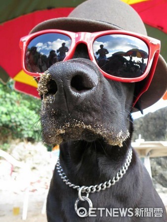 黑狗「如寶」戴上墨鏡，秒變成嘻哈歌手。（圖／網友Renee Tsai提供。）