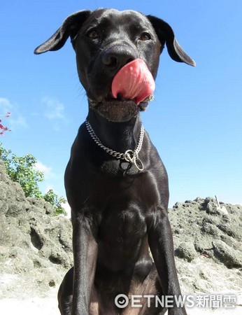 黑狗「如寶」戴上墨鏡，秒變成嘻哈歌手。（圖／網友Renee Tsai提供。）