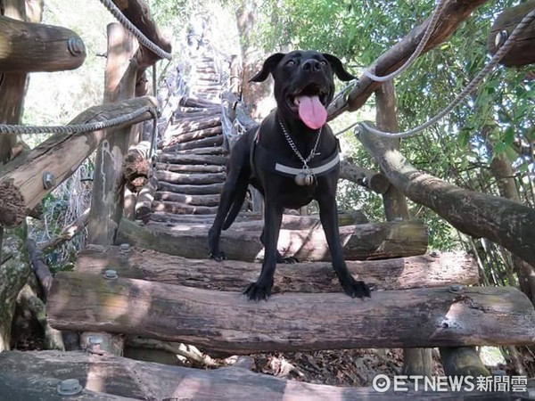 黑狗「如寶」戴上墨鏡，秒變成嘻哈歌手。（圖／網友Renee Tsai提供。）