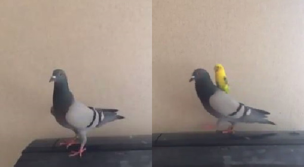鸚鵡Pipi停鴿子Popo背上，Popo秒變坐騎。（圖／翻攝自Twitter@rereren925。）