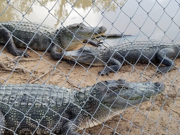 ▲▼ 350隻鱷魚就「越獄成功」。（圖／翻攝自Gator Country臉書）